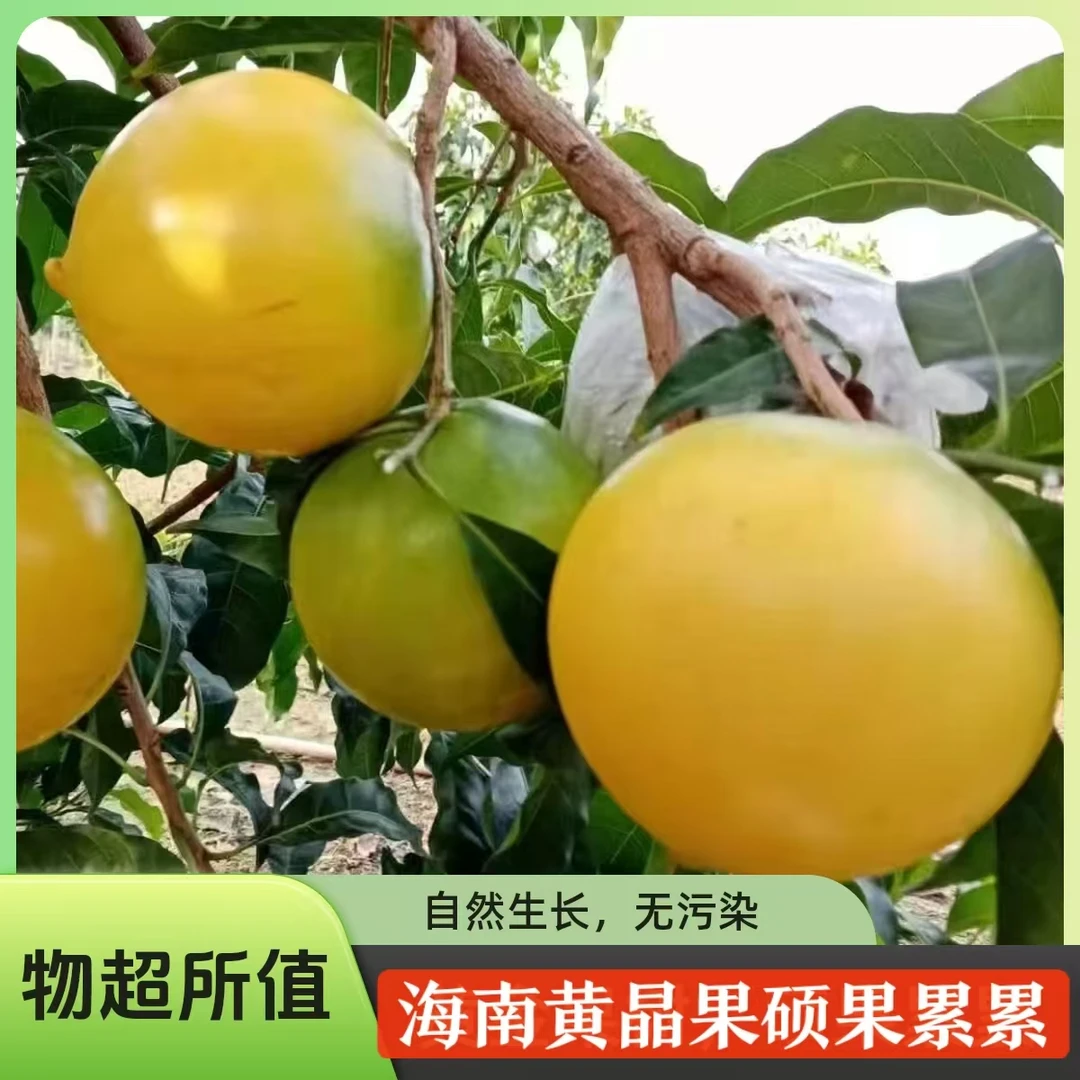 海南黄晶果稀有水果黄皮果应季新鲜水果包邮