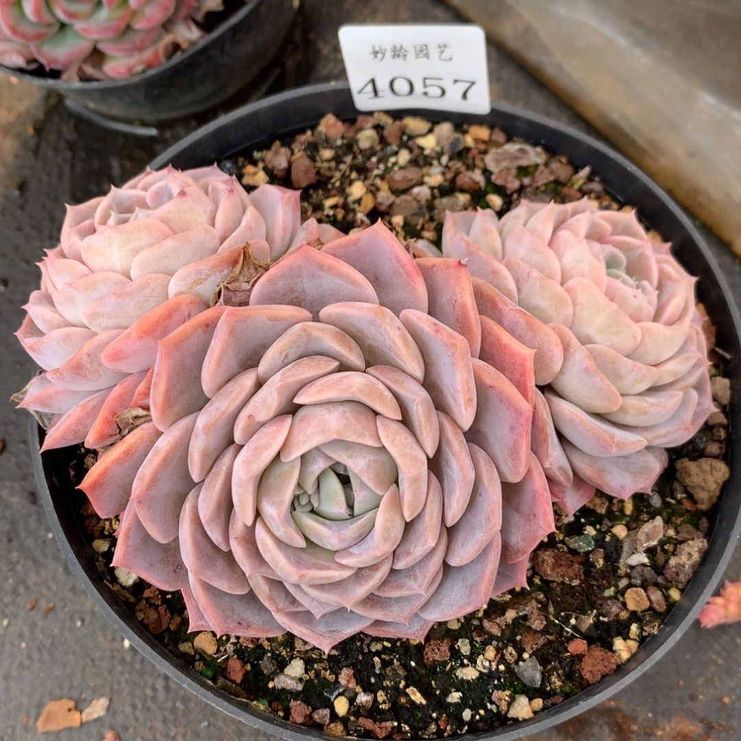 4057新年快乐发发发