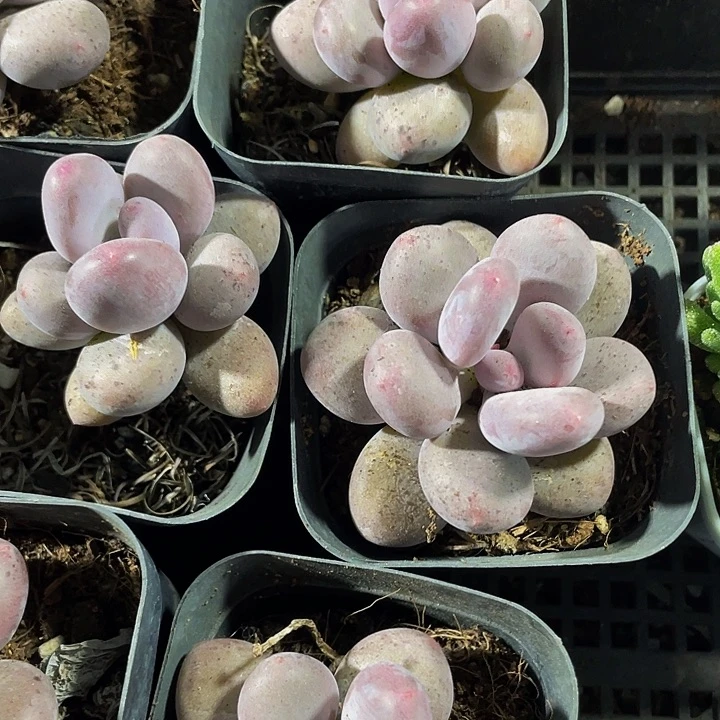 6.5方大奶酪带盆土