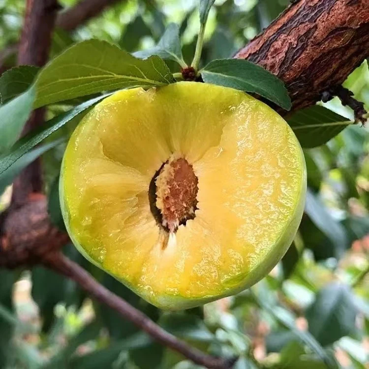 奉节青脆李新鲜应季水果脆甜多汁核小肉厚
