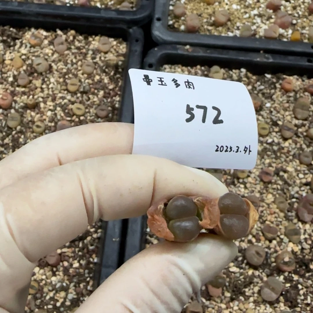 怪***姨多肉多肉多肉572