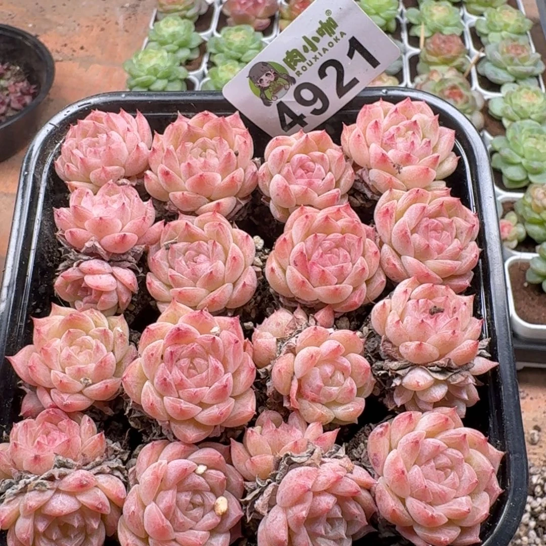 泡***x多肉植物多肉植物
