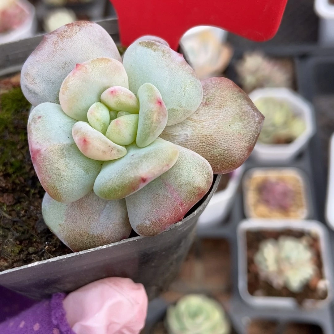 972星星雪石化多肉植物保护