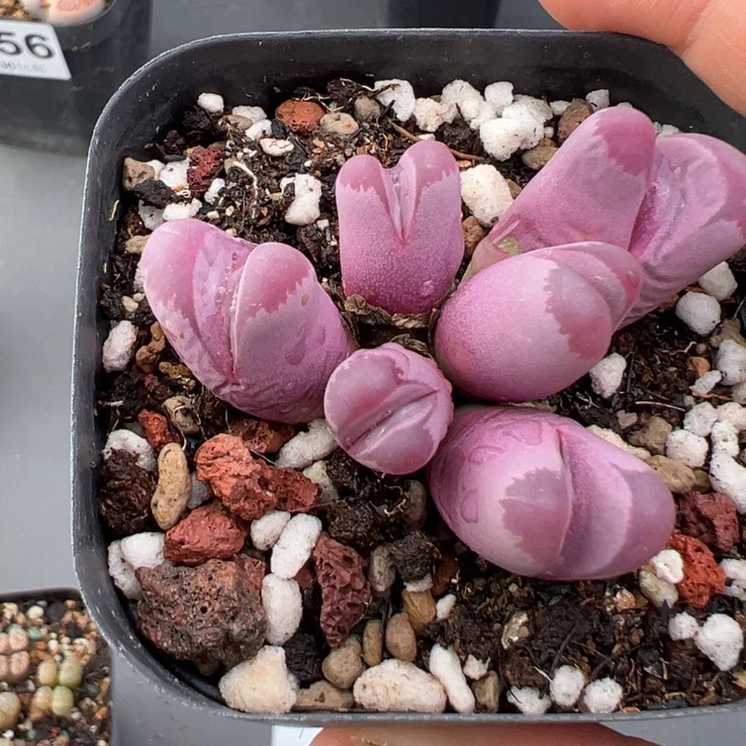 11.24好看的多肉脱土发货303