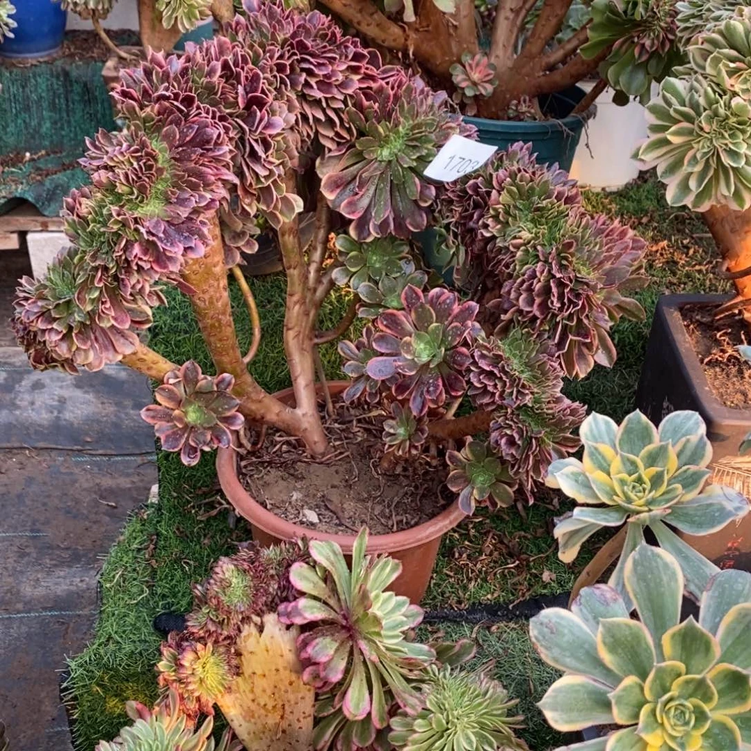 欧嘉莉缀化1703号多肉