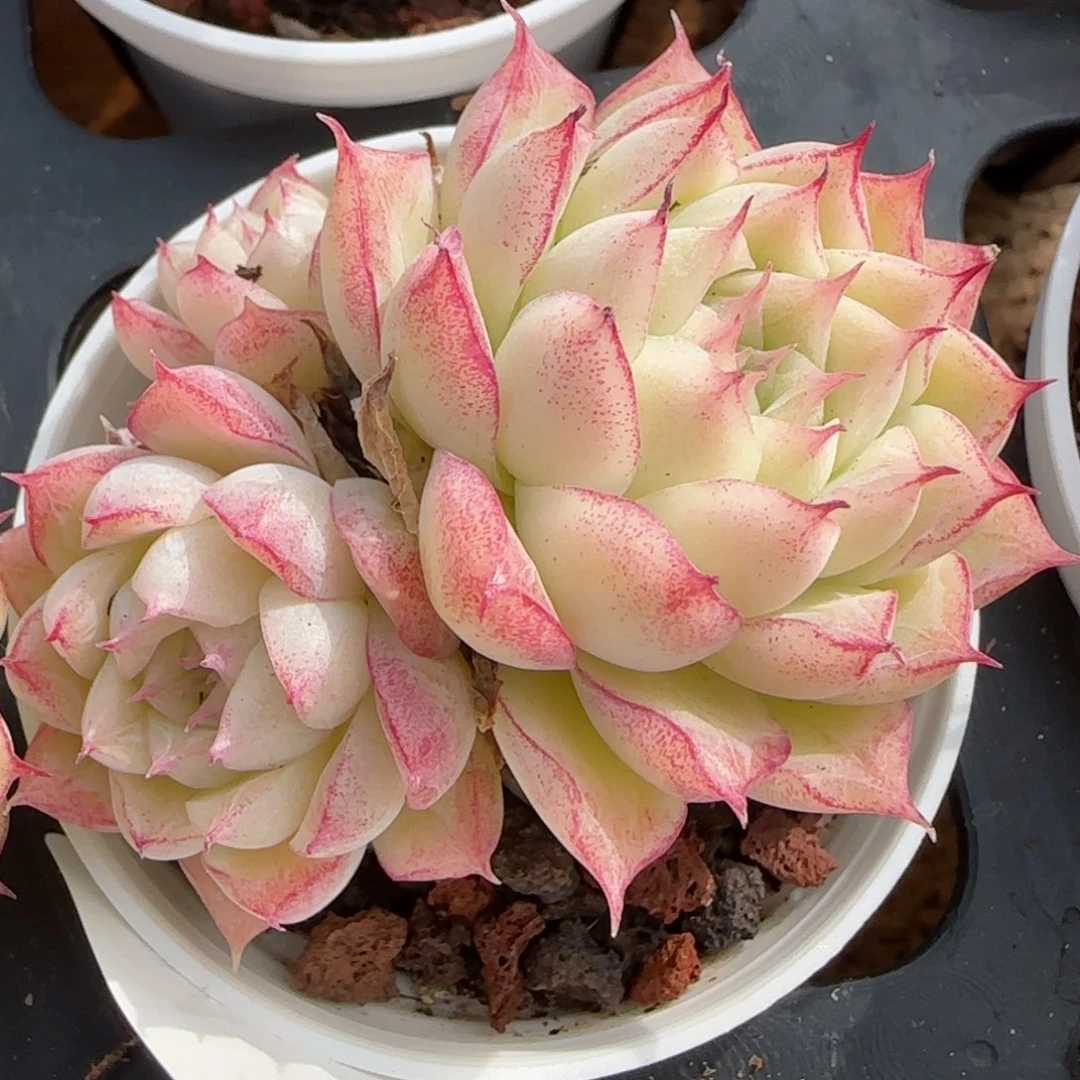 花语逸镜0208-584