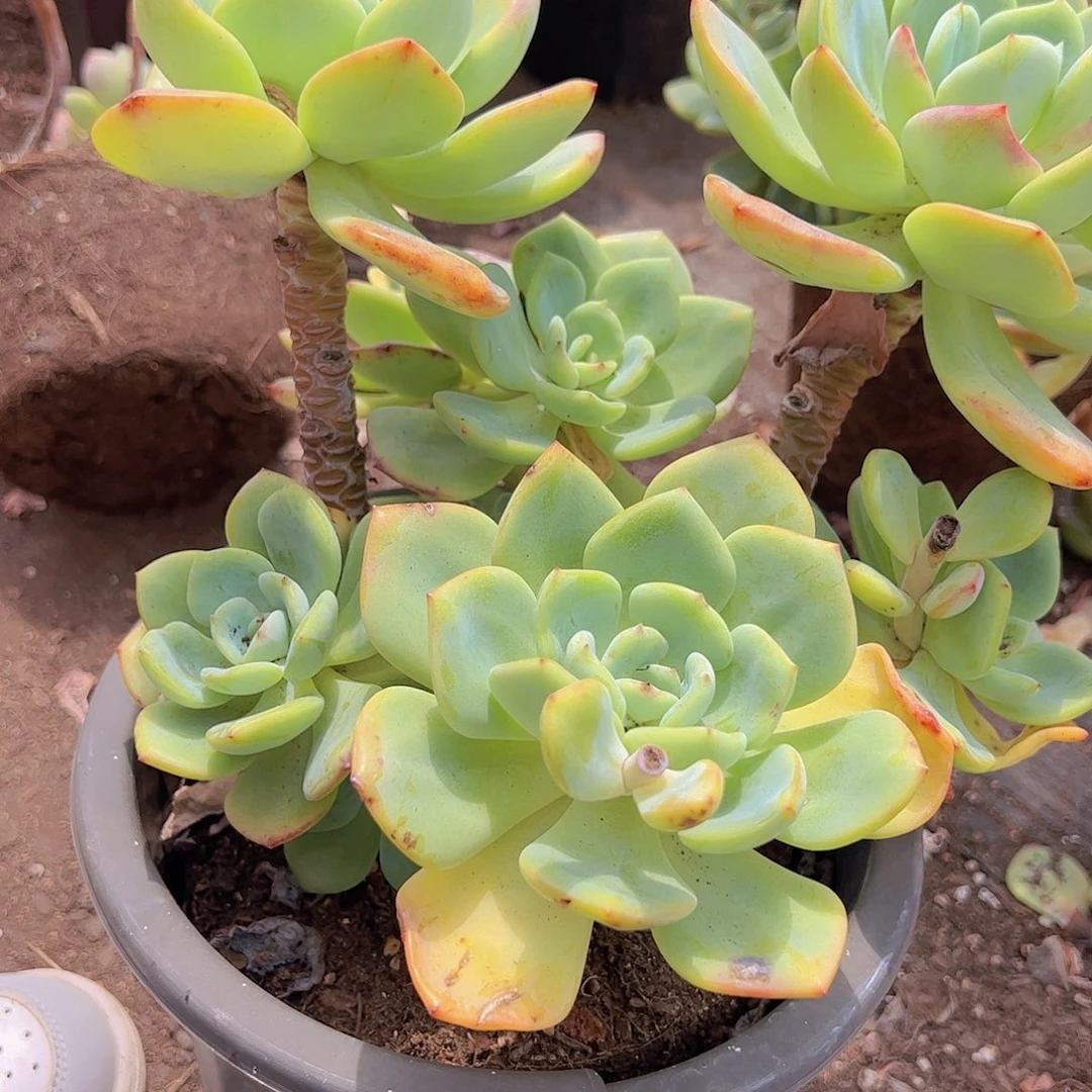 白月光 多头大盆群