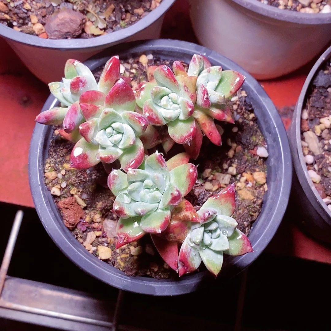 【闪购商品】哈哈哈哈诺玛苹果叶多肉1534