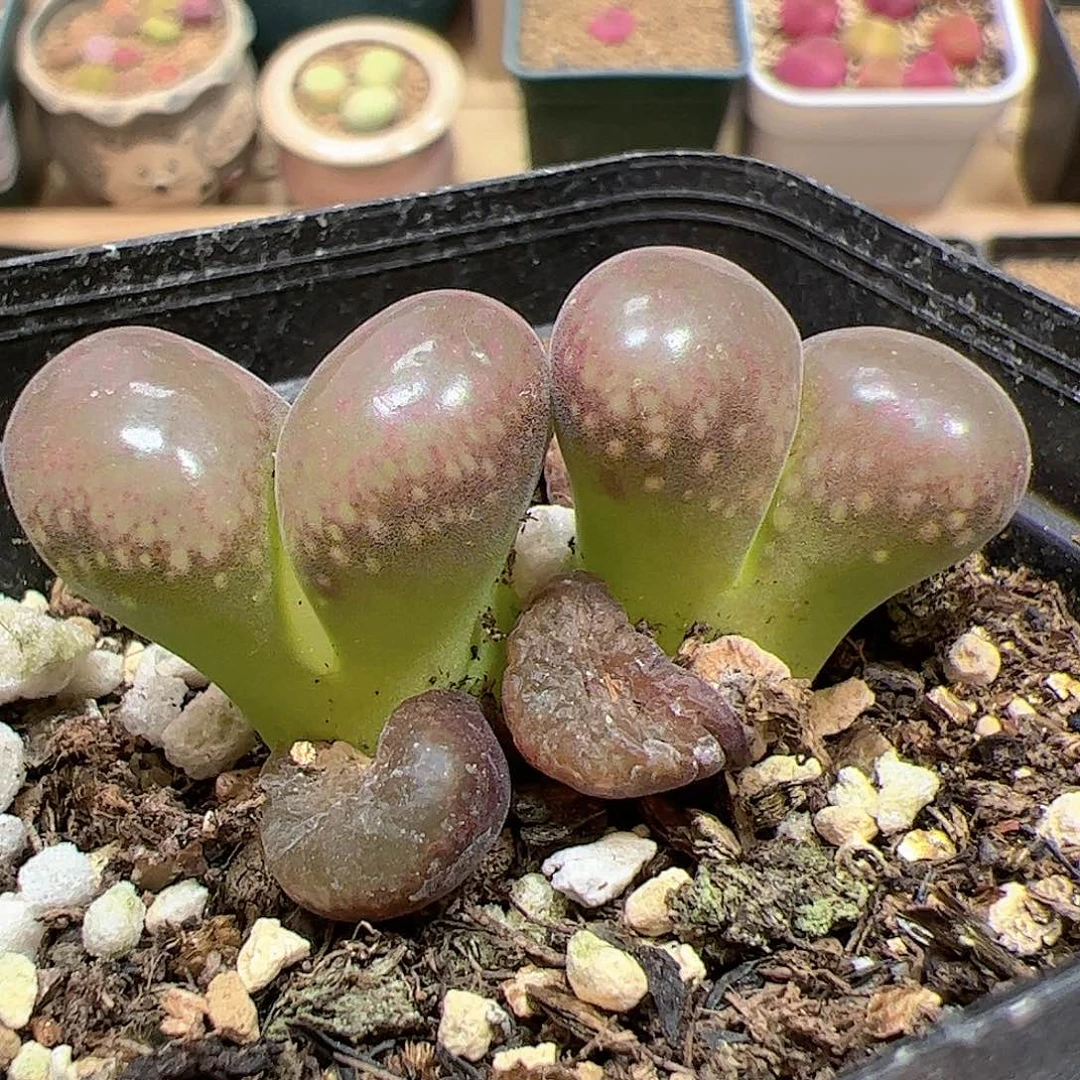 【闪购商品】185 双头