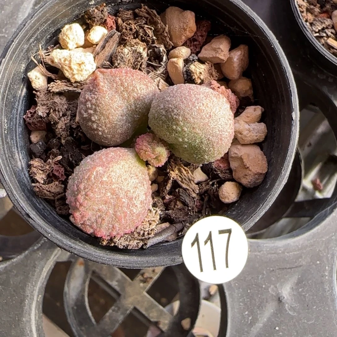 冰晶哈默杂多肉水泡植物117