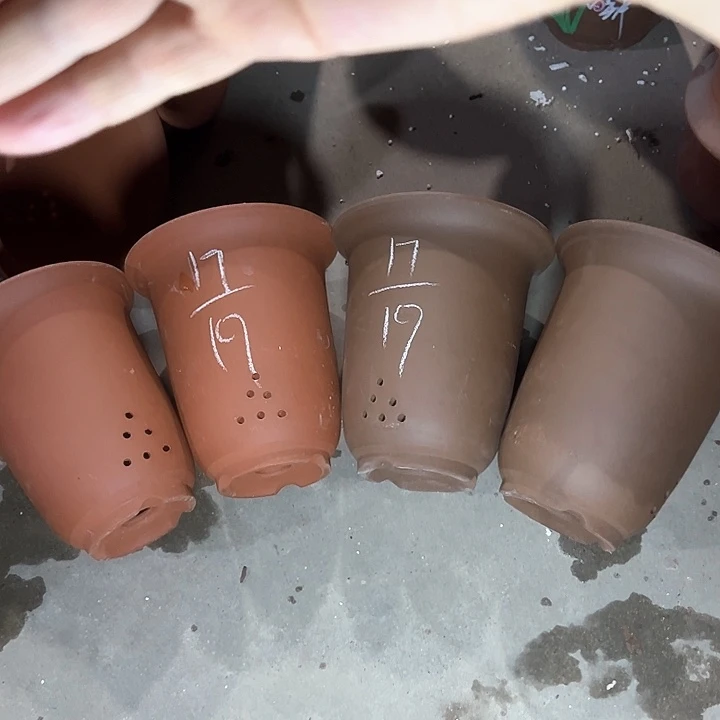 紫砂紫砂紫砂紫砂