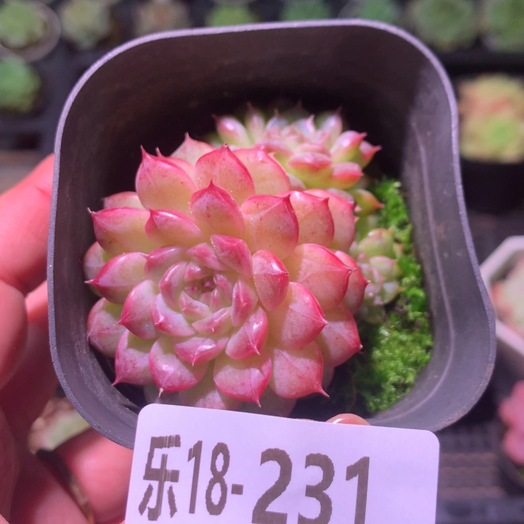 乐然18-231 新品群