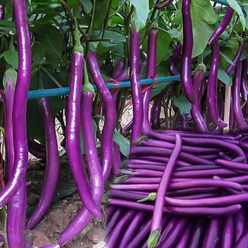 【杭茄种子】茄子种子