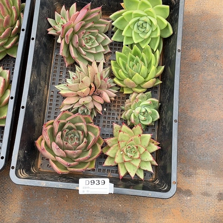 若如东云单拍D939
