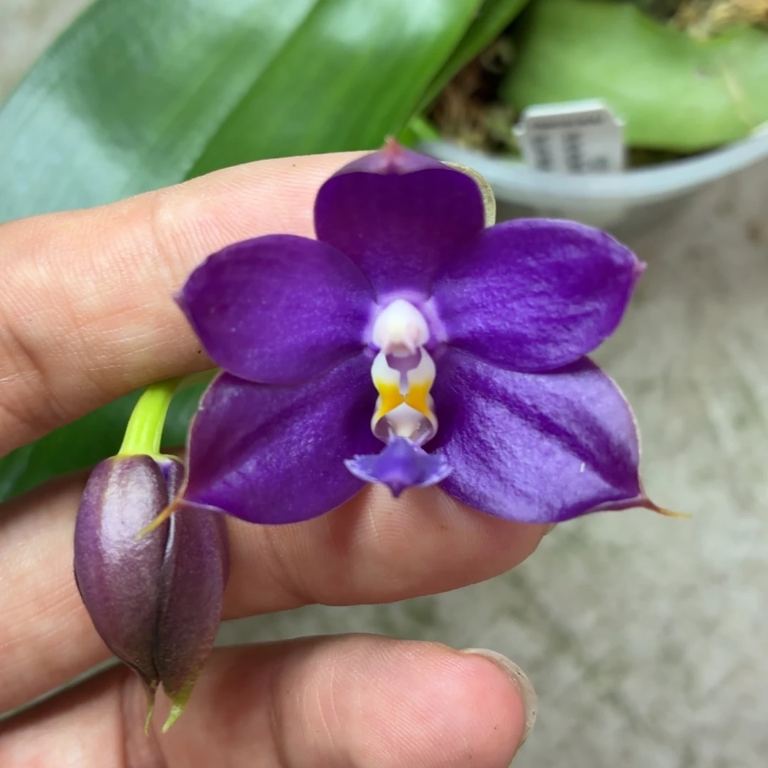 当前无花朵，栽培后可花朵A5673yss1230五花剑