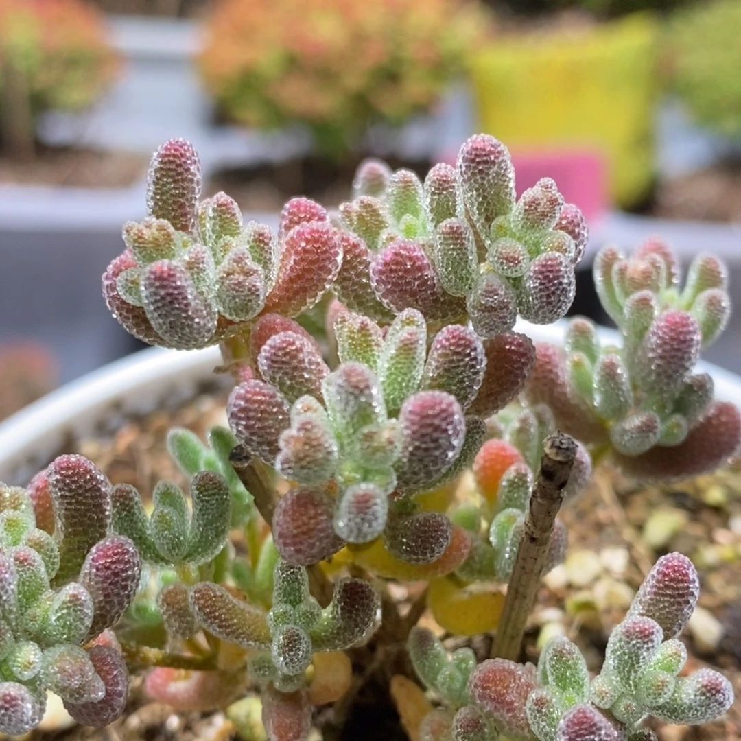 冰晶杂枝干番杏D221