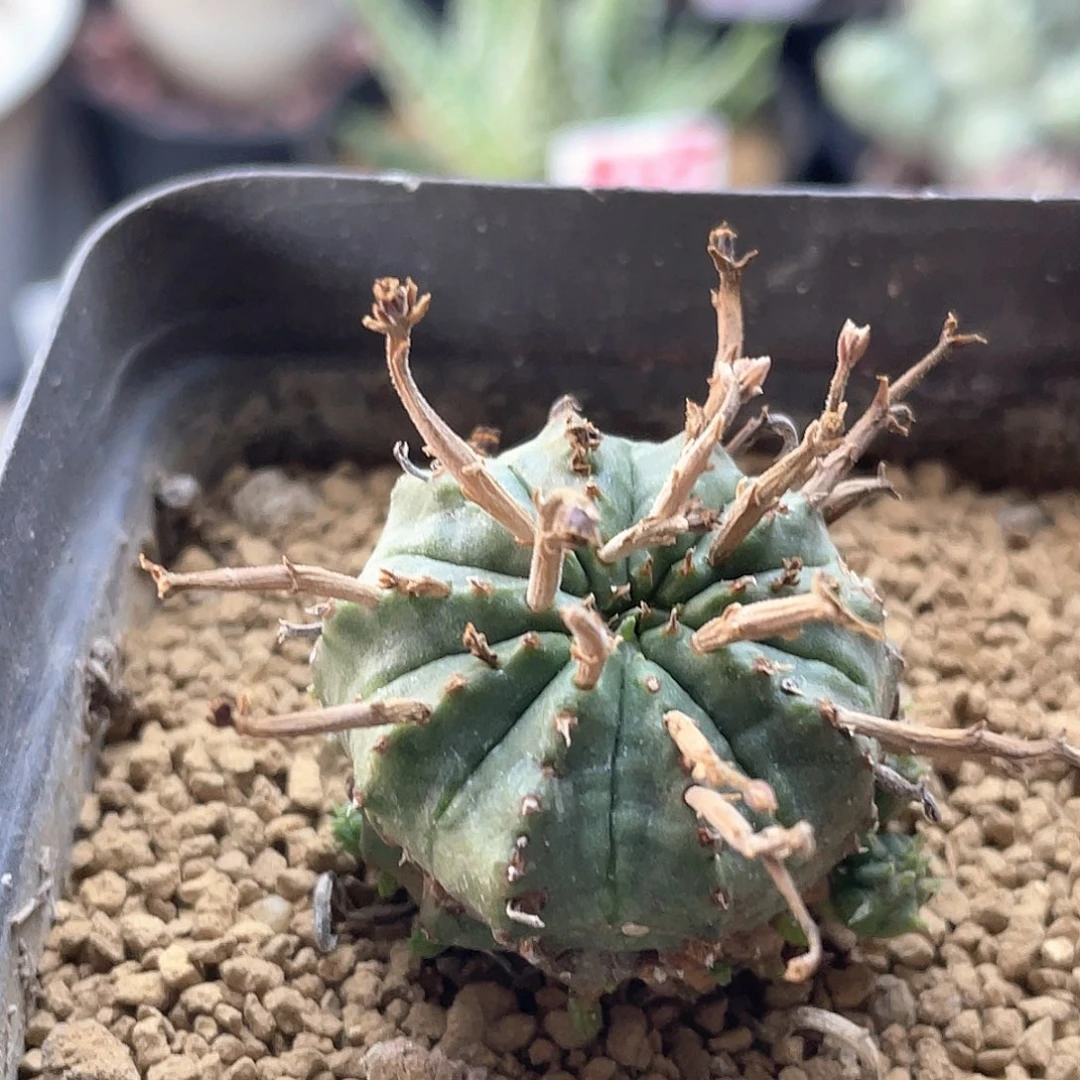 狂刺法丽达带侧芽