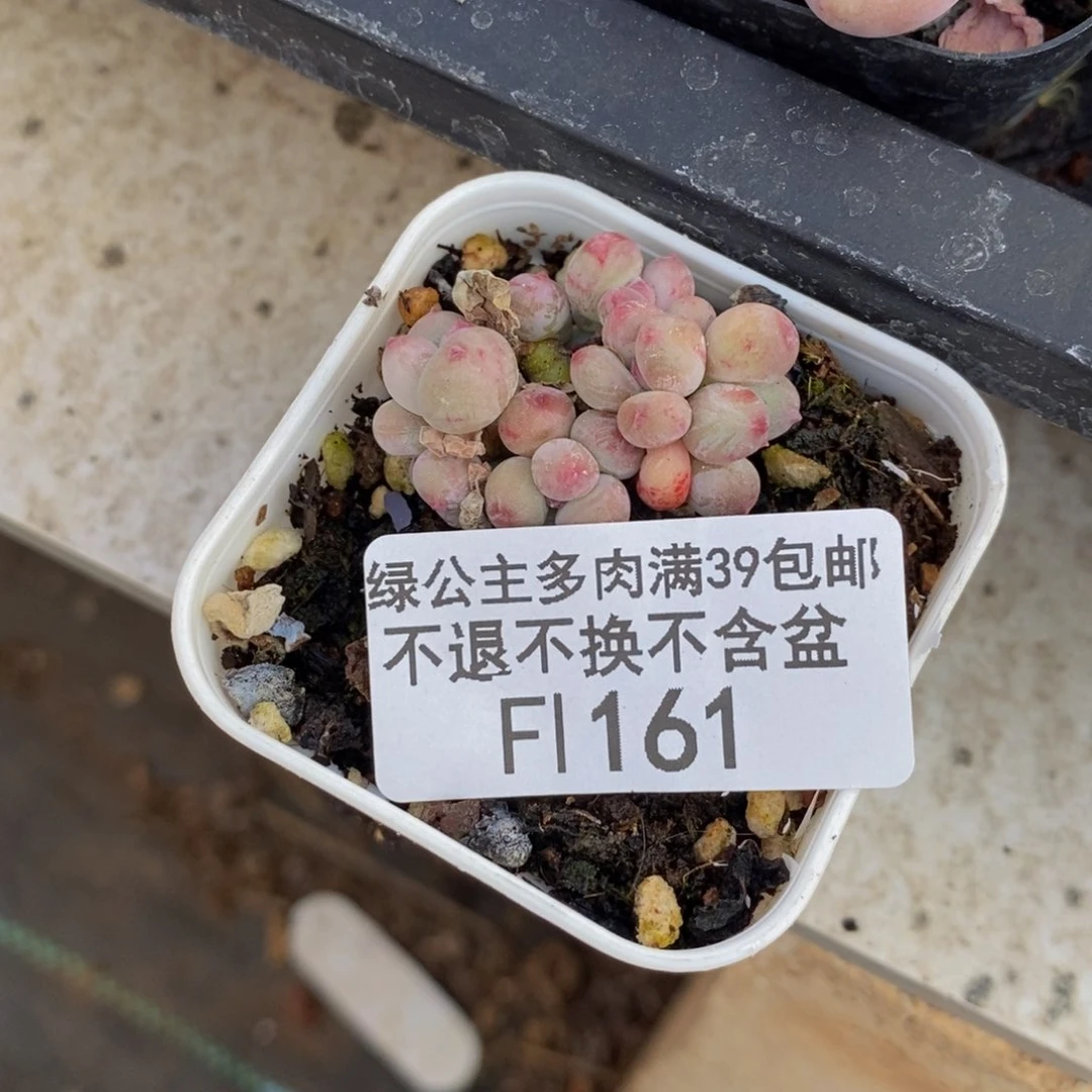 161苹果奶四代迷你