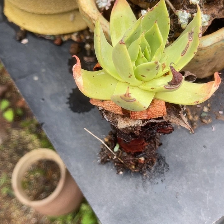 仙女杯系列多肉植物