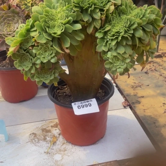 6999，绿羊绒缀脱土