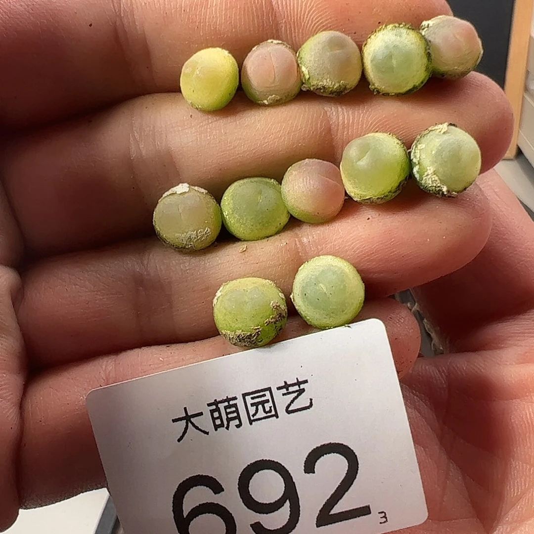 0000692量拍以下3颗