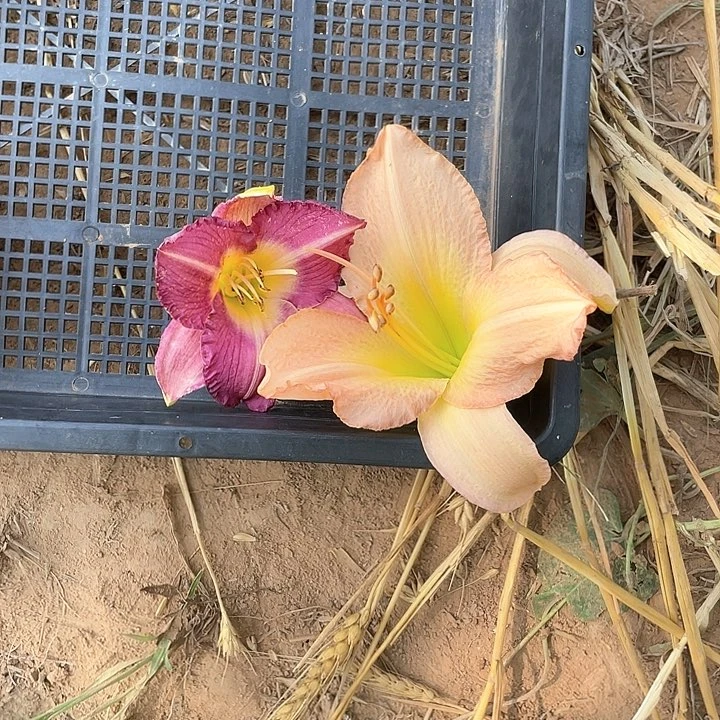 当前无花栽培后可以开花