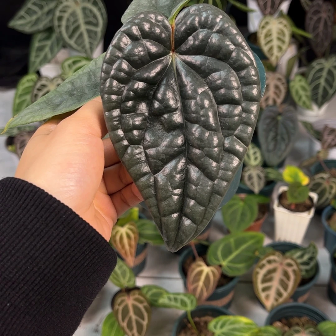 无花朵001 优选老版本奢华