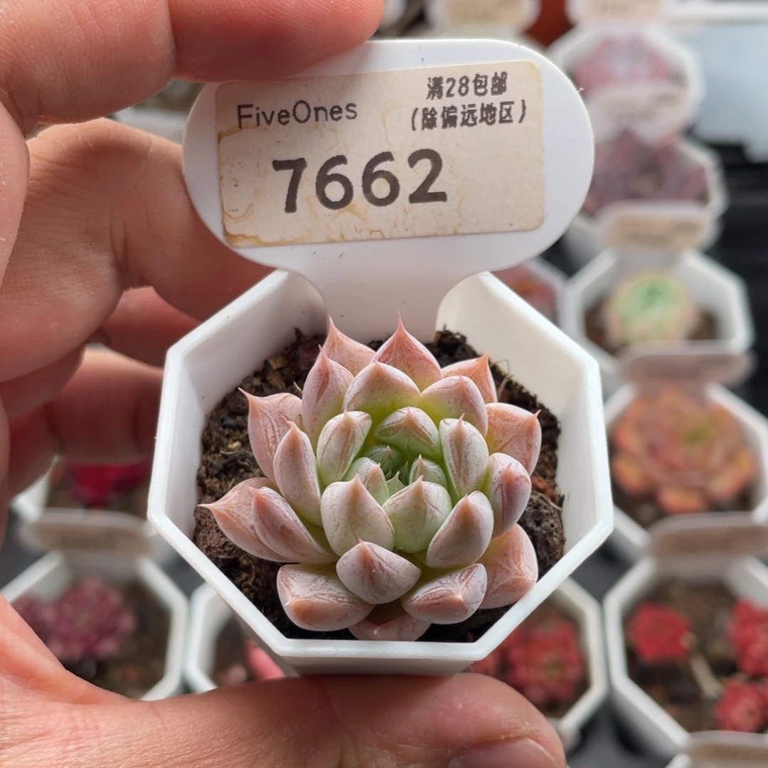 杜里万7662-3.5厘米