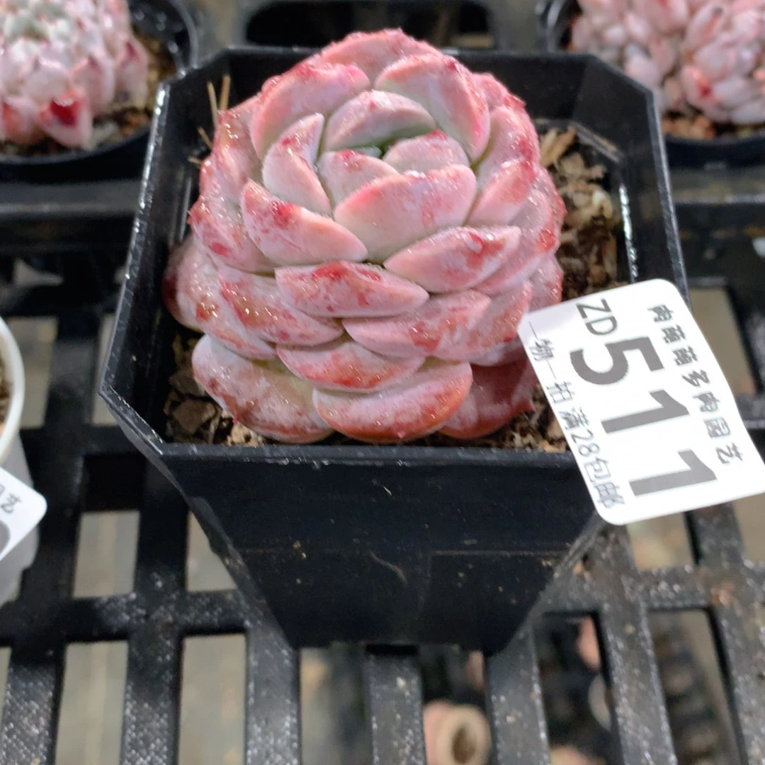 肉萌萌拇指盆精控多肉ZD511