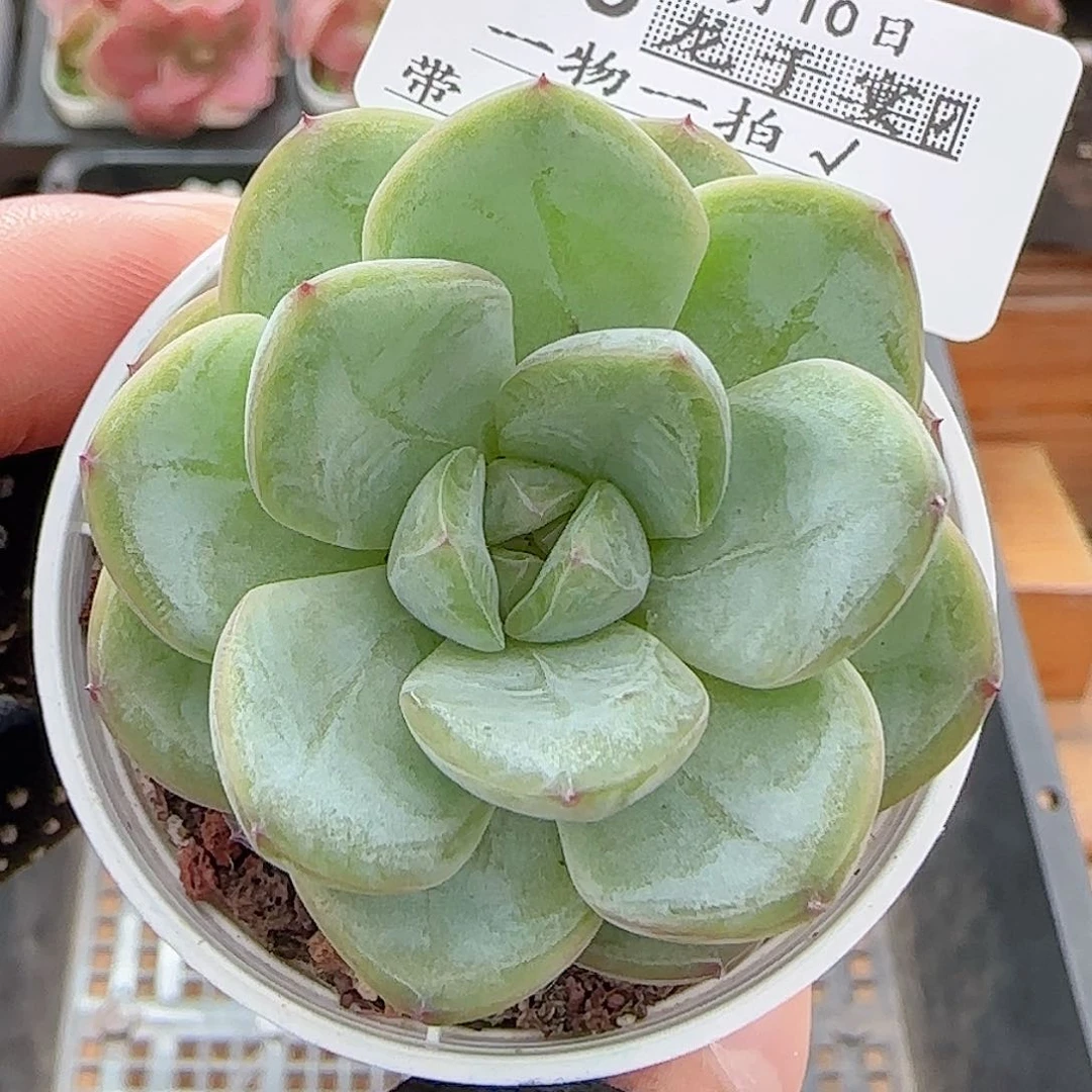 多肉0710-276星星珍妮