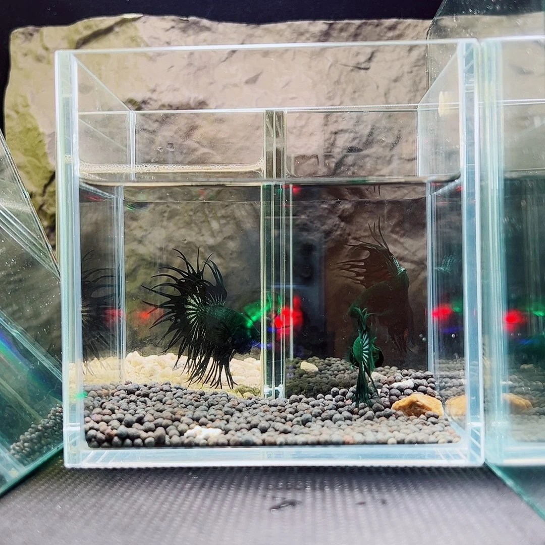 斗鱼精品精品精品精品