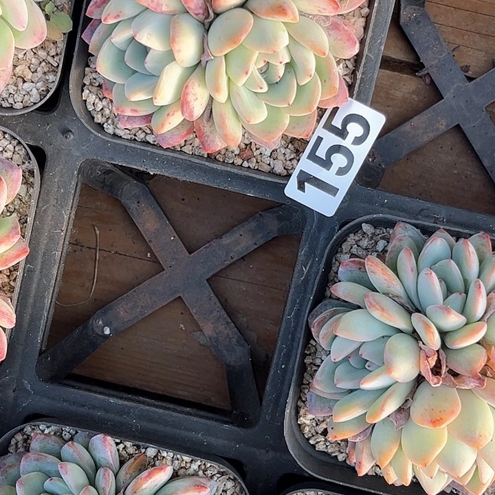 妤*?多肉植物一物一拍