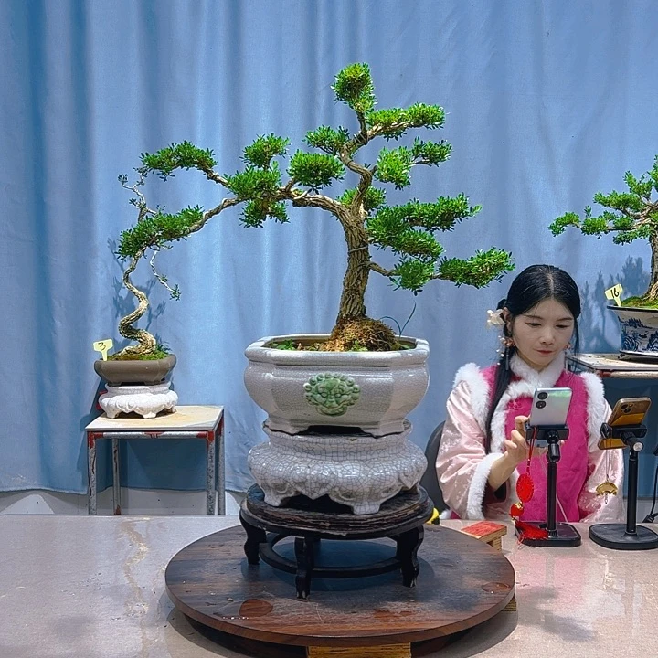 无花朵广东皱皮雀舌黄杨