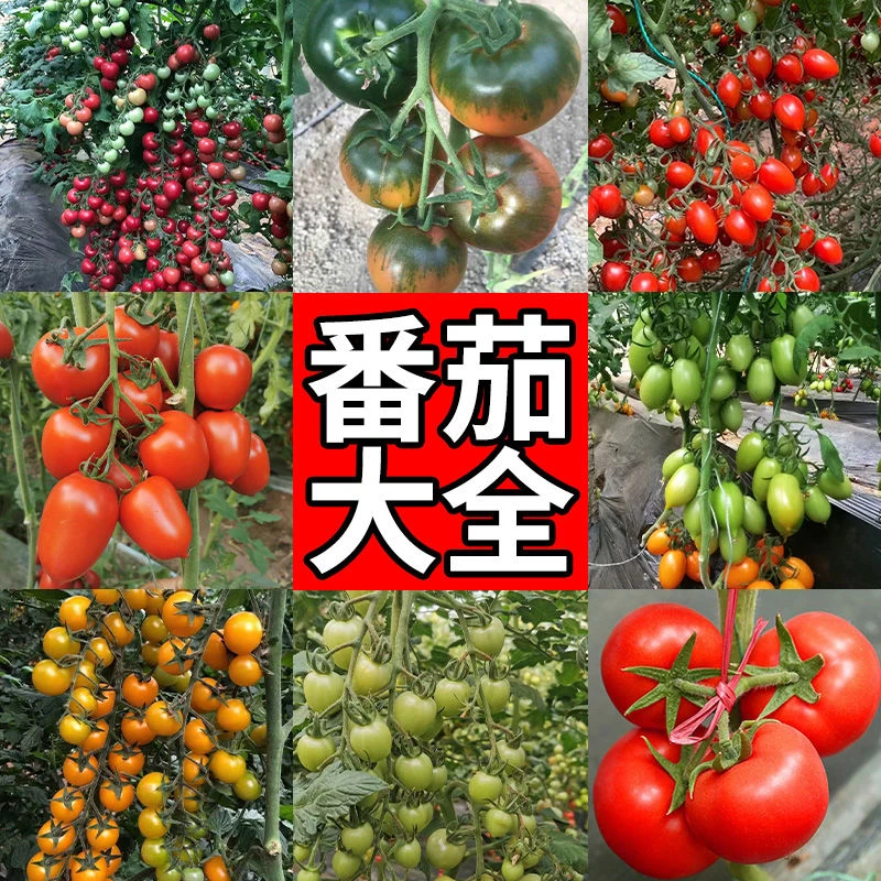 【18棵番茄大全】西红柿矮生番茄苗寿光四季圣女果秧种苗基地直发