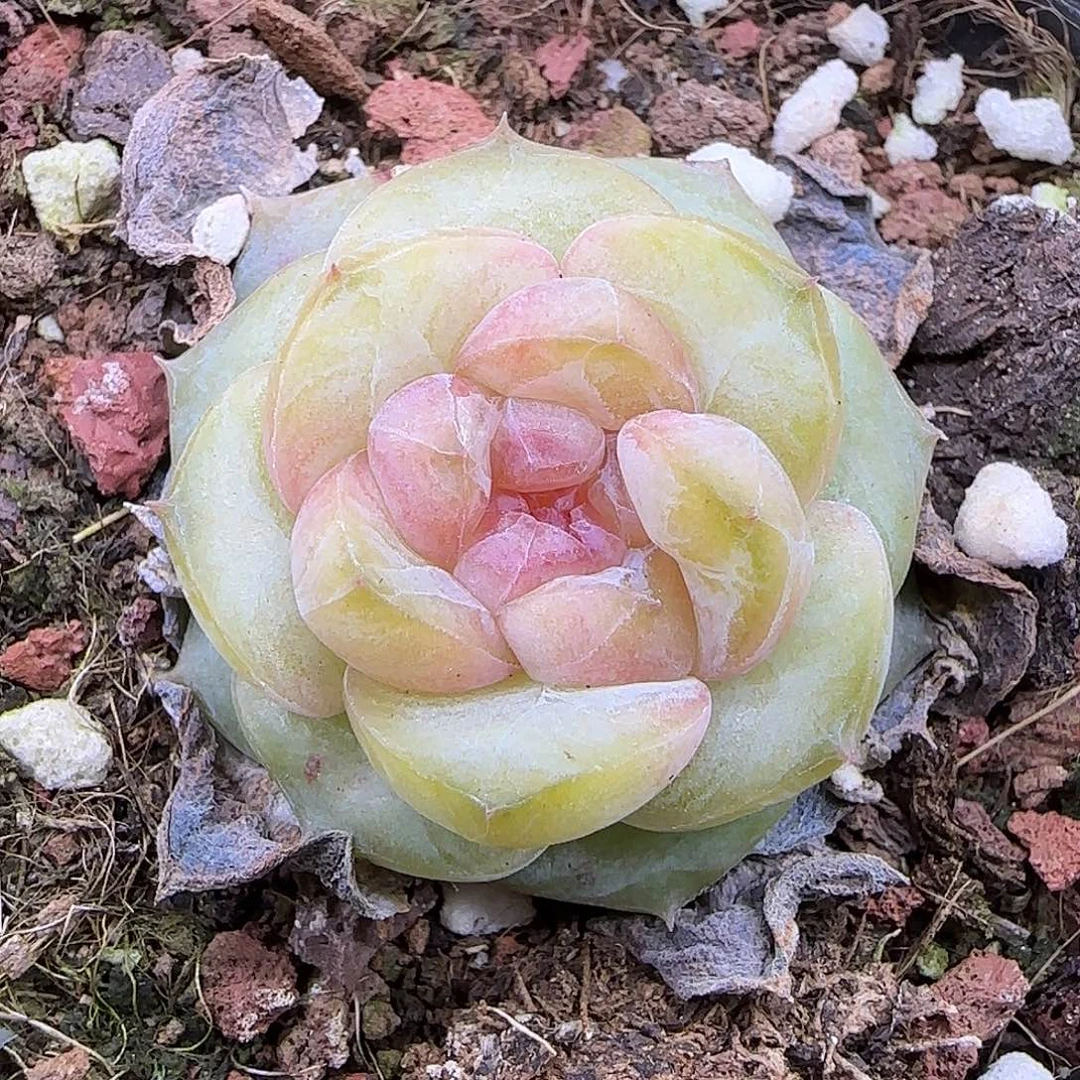 577 【满29包邮非偏远】