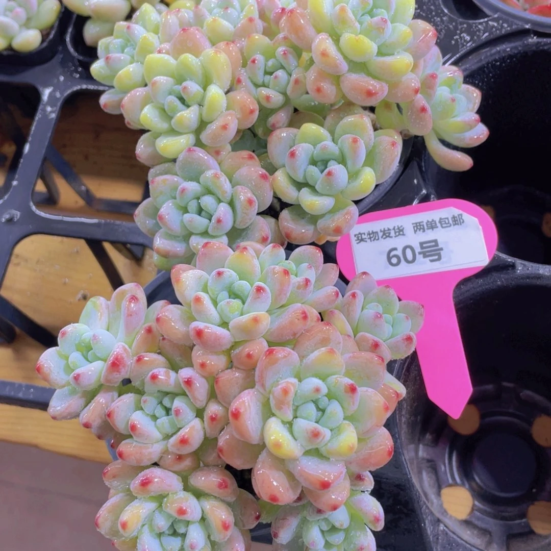 60号 老桩樱花罗琦大群一个
