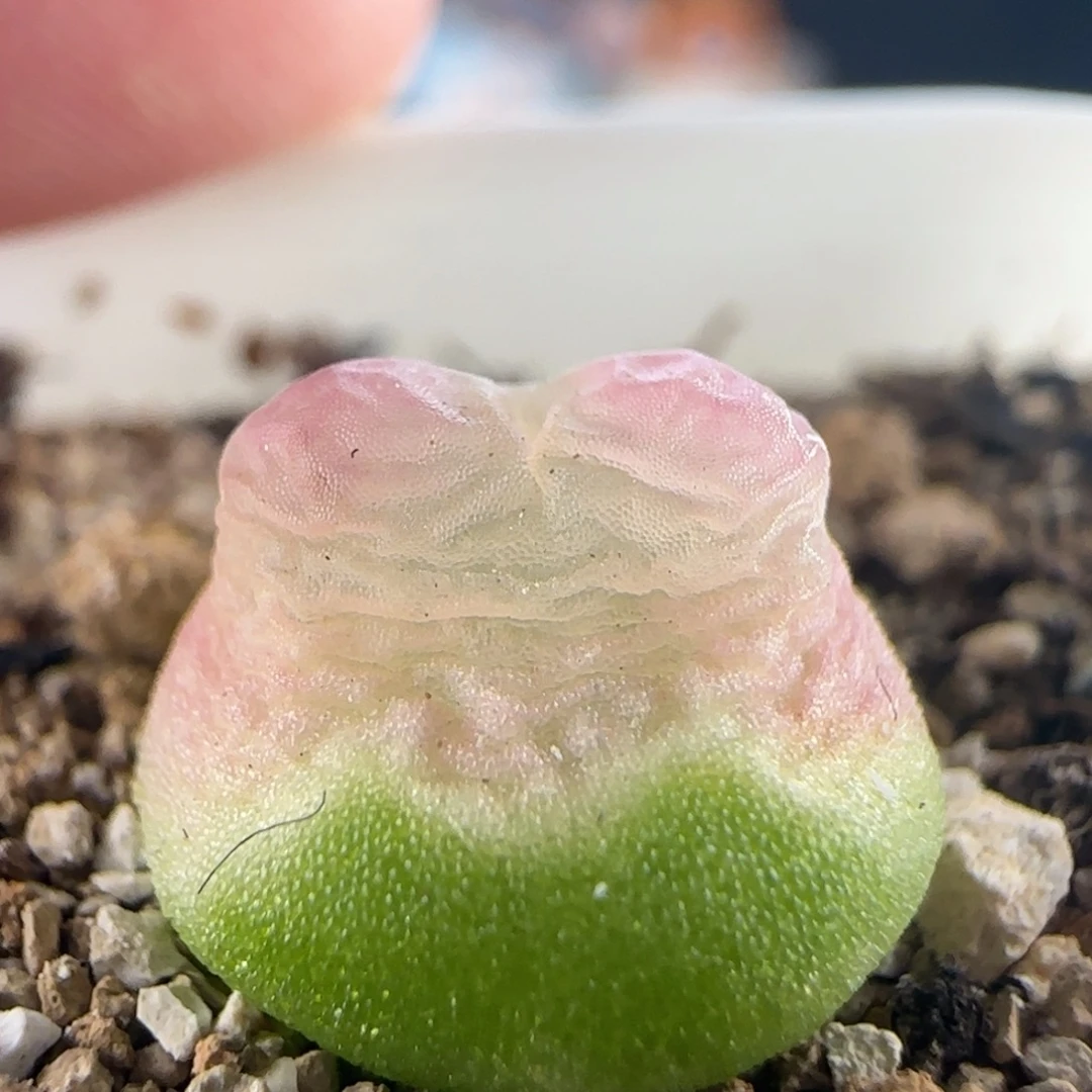 2022/尺寸1.0/紫皮拉登/