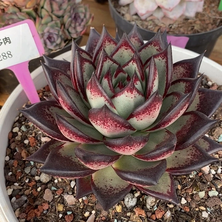 D288- 直播福利 乌木