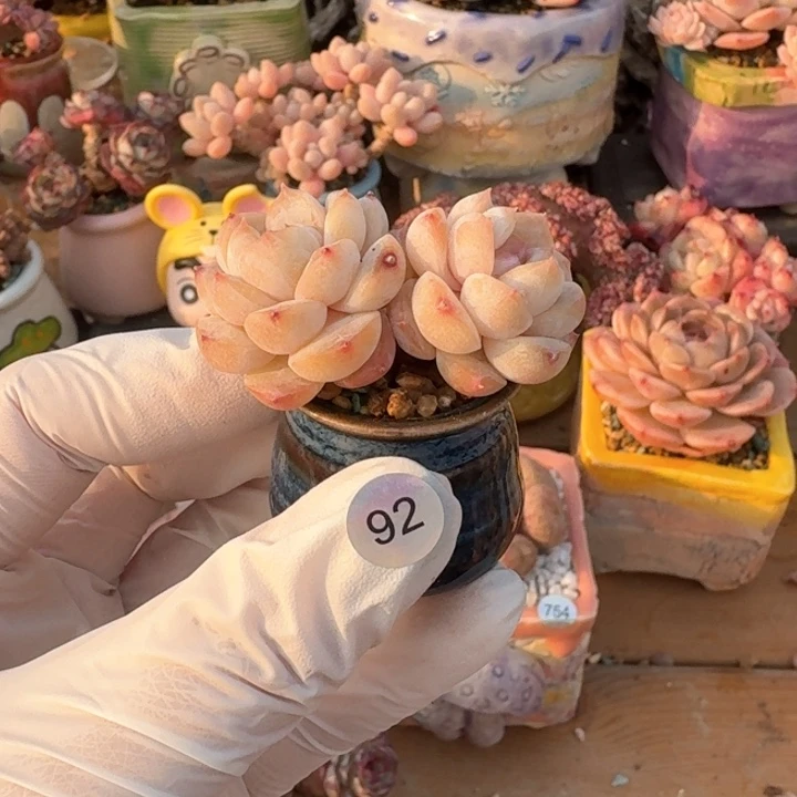 92 多肉含盆土30元包邮➗偏远