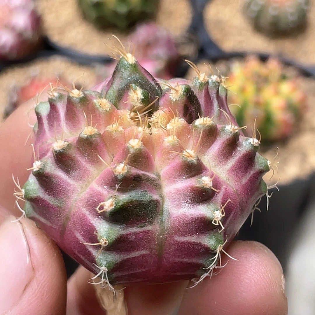 无花朵泰系实生根，轮回13