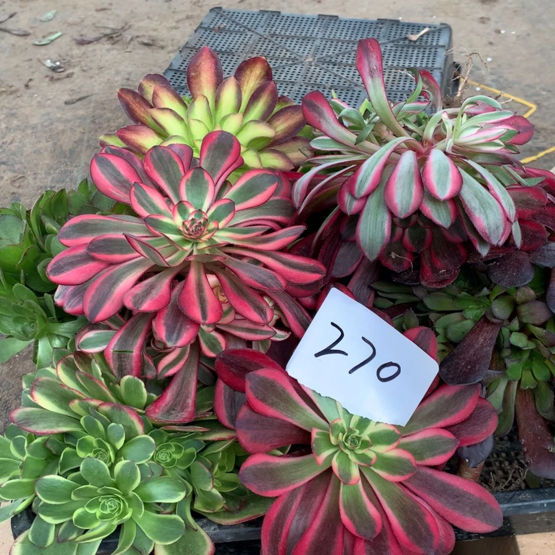 270多肉植物盆栽植物