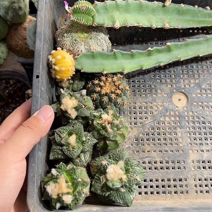 牡丹兜花笼框拍仙人球组合3891号