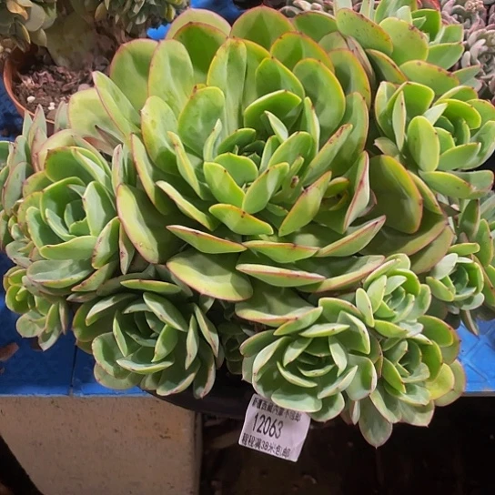 哈****哈牡丹亭12063多肉