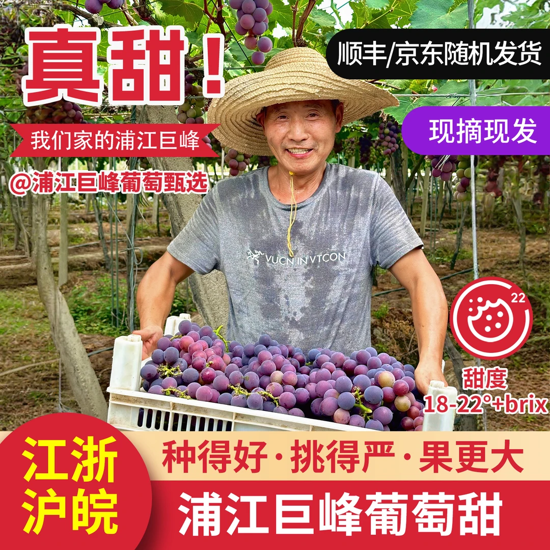 【江浙沪皖】浦江巨峰葡萄新鲜大果自家果园现摘现发生鲜冷链