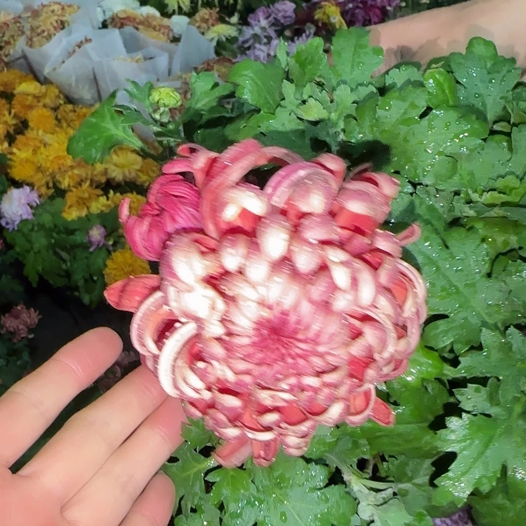 无花朵兼六红生花苞一颗