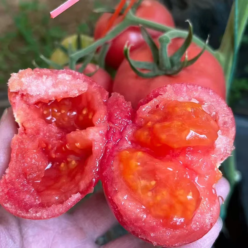 顺丰包邮新鲜陕西普罗旺斯水果西红柿当季蔬菜沙壤自然熟生吃番茄