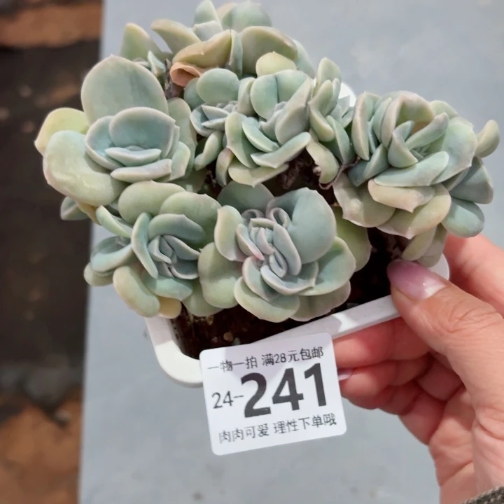 可爱玫瑰缀化无盆土发货无盆土发货无