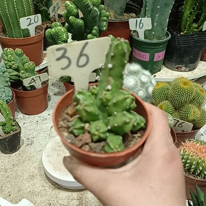 水仙情郎        16元