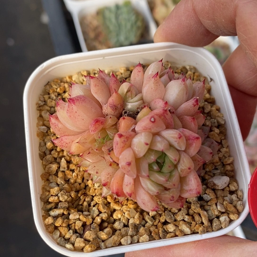 精品多肉一物一拍不包整45