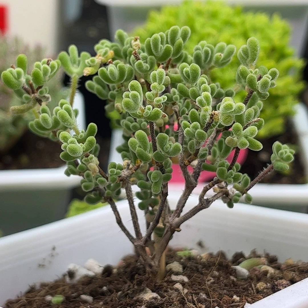 41实生小星星优选枝干